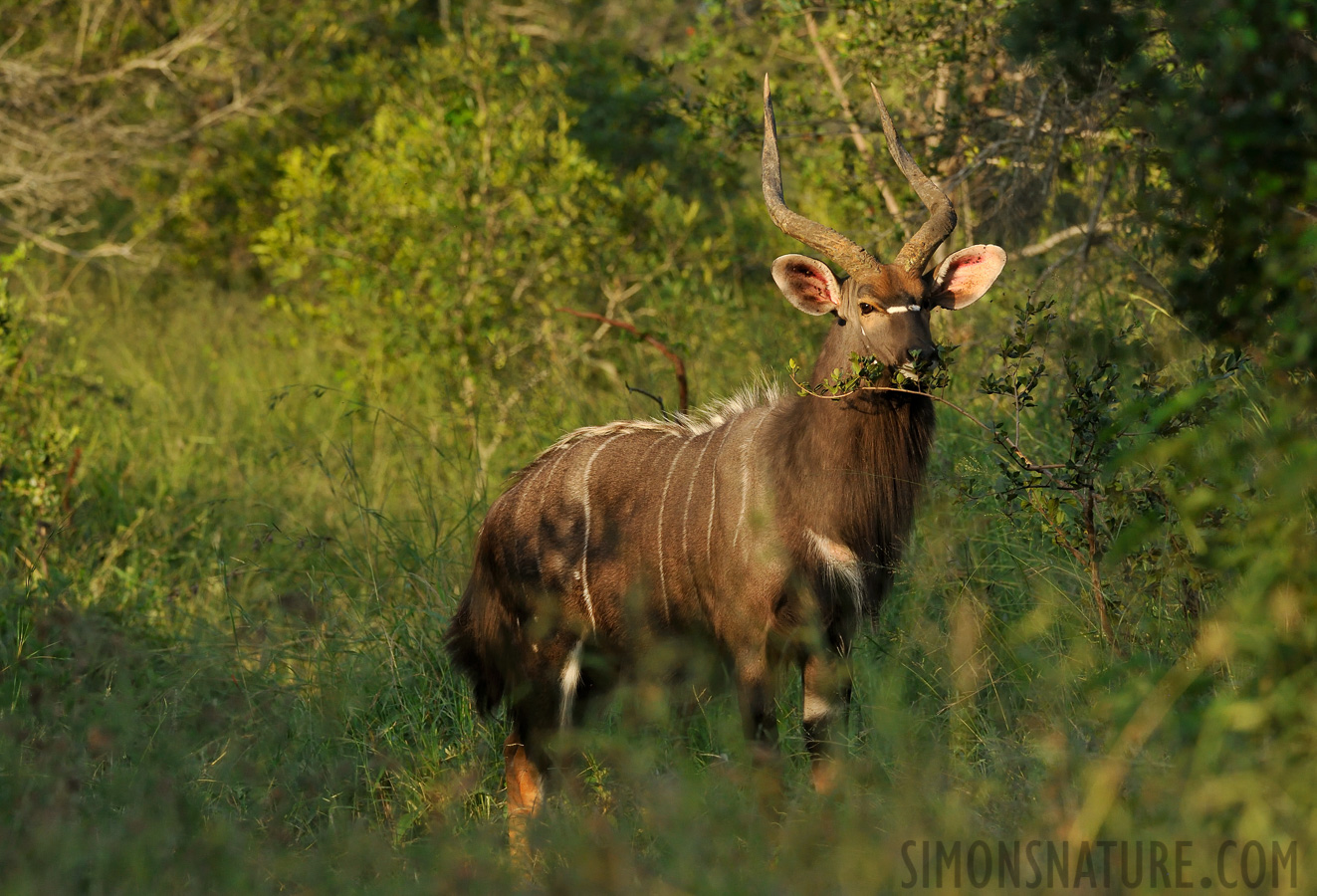 Nyala angasii [320 mm, 1/1000 sec at f / 8.0, ISO 1600]